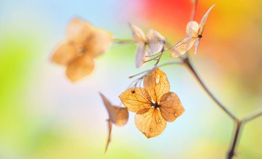 Sonbahar ortanca çiçek kurutulmuş