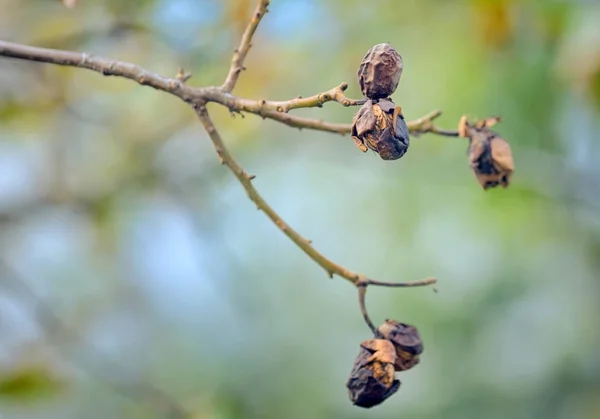 Осінь горіхового дерева — стокове фото