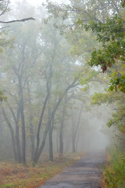 Misty autumnal  forest — Stock Photo, Image