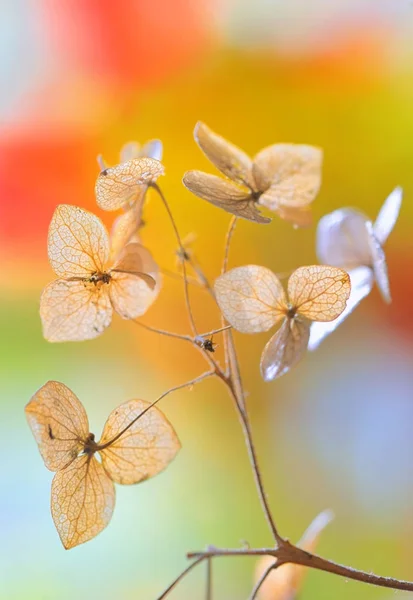 Hösten torkade hortensia blommor — Stockfoto