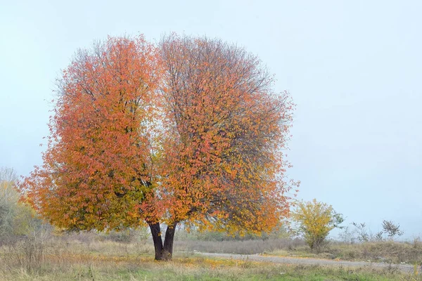 Osamělý třešeň — Stock fotografie