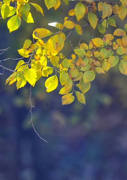 Natureza fundo com folhas amarelas — Fotografia de Stock