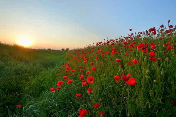 Pôr do sol sobre campo de papoula — Fotografia de Stock