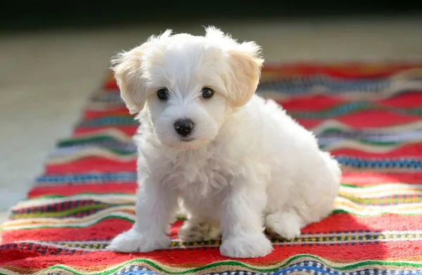 Witte pup maltese hond zittend op tapijt — Stockfoto