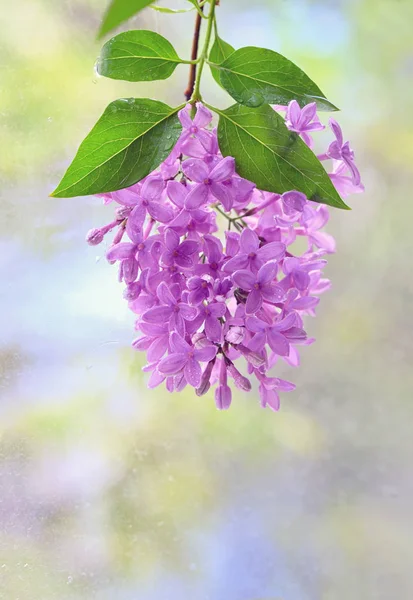 Makró kép tavaszi lila lila virágok — Stock Fotó