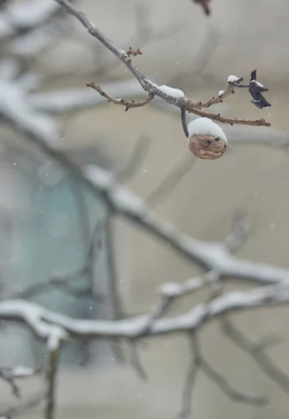 Ripe walnut on tree in winter — Stock Photo, Image