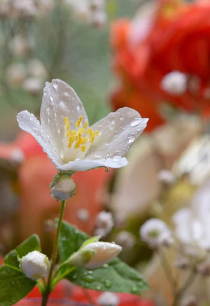 Witte jasmijn bloemen en druppels — Stockfoto