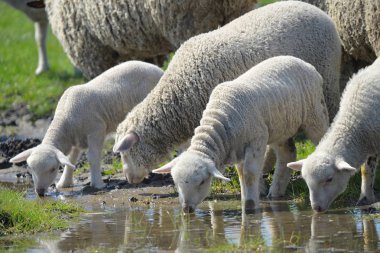 Herd of sheep drinking water clipart