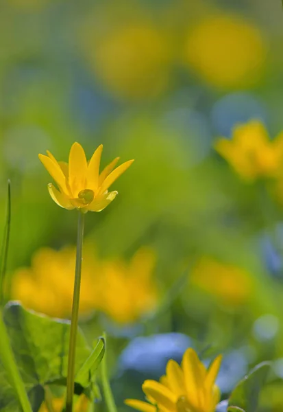 Winter Aconite, Eranthis Hiemalis — Stock Photo, Image