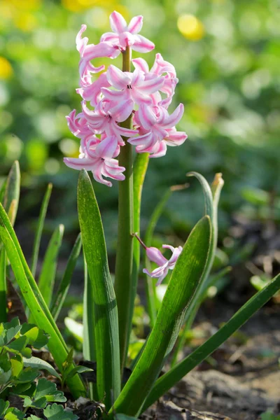Rosa hyacint blomma på våren — Stockfoto