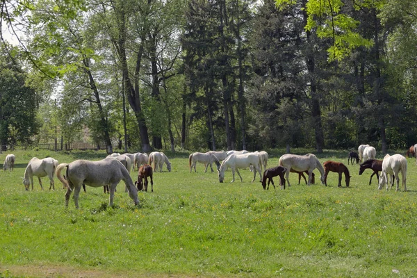 Manada de cavalos na primavera — Fotografia de Stock