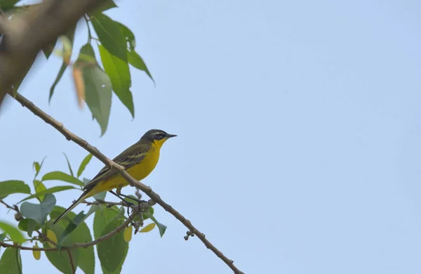 Cauda amarela ocidental (Motacilla flava ) — Fotografia de Stock