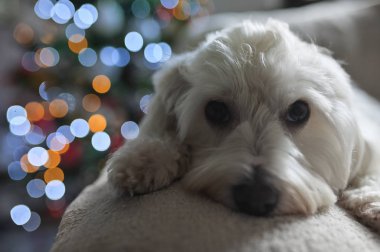 Malta köpeği ve Noel ışıkları