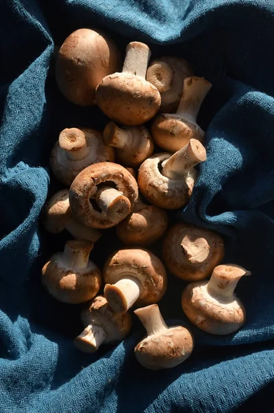Brown Champignon Edible Mushrooms — Stock Photo, Image