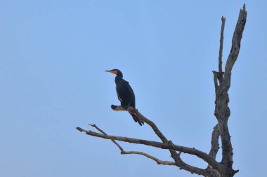 Karabatak (phalacrocorax carbo)