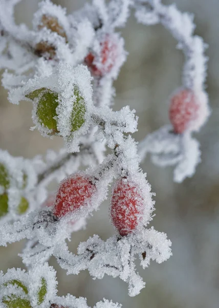 Frozen Rose-Hips Covered With Ice — Stock Photo, Image