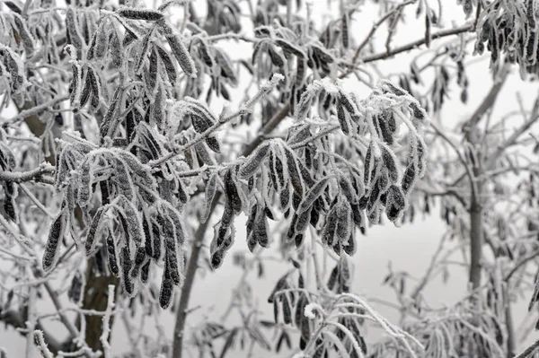 清晨时分的冰冻树 — 图库照片