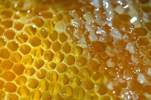 Macro favo de mel e mel — Fotografia de Stock