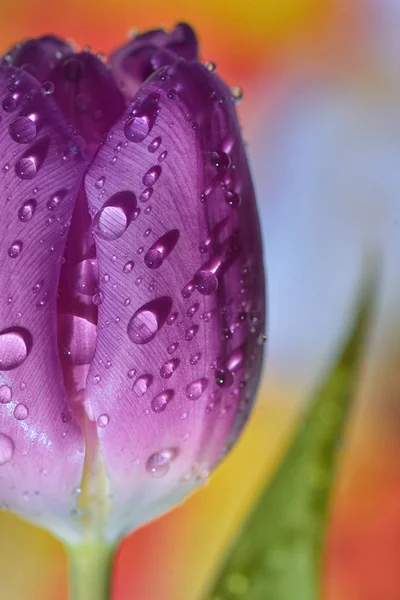 Macro tulips with dew drops — Stock Photo, Image