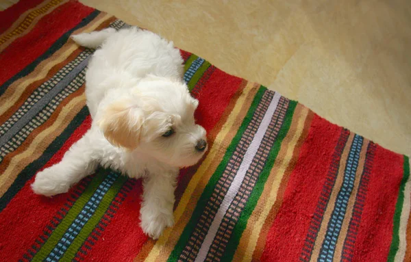 Yavru Maltezer Köpek Halıya Uzanıyor — Stok fotoğraf