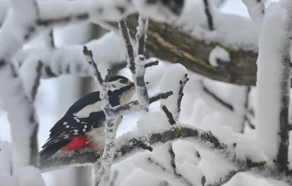 Gran pájaro carpintero manchado en árbol de invierno —  Fotos de Stock