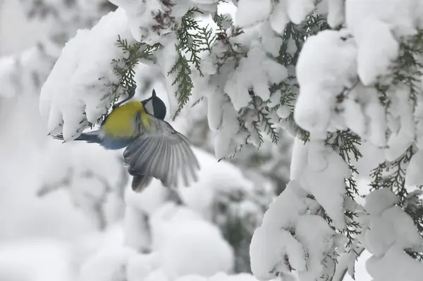 Great Tit On Brunch In Winter — Stock Photo, Image