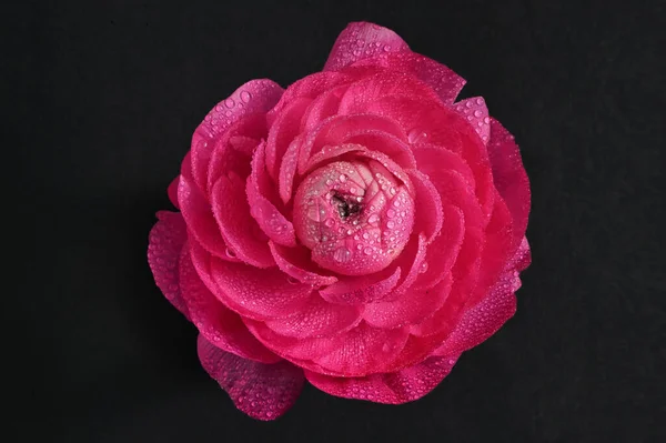 Piros Bazsarózsa Virág Közelkép Vízcseppek — Stock Fotó