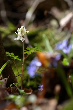 Ormanda Dicentra kanadensis (Goldie) Sincap Mısır Çiçeği