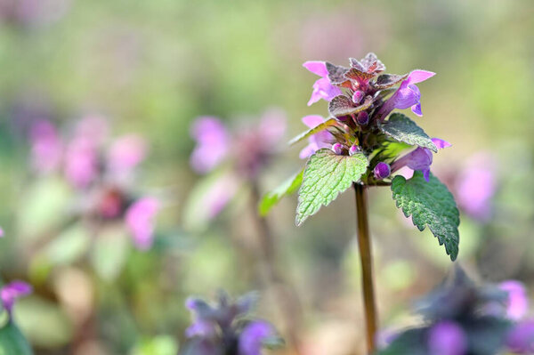 The Spotted Dead-Nettle Lamium Maculatum Blooming In Spring