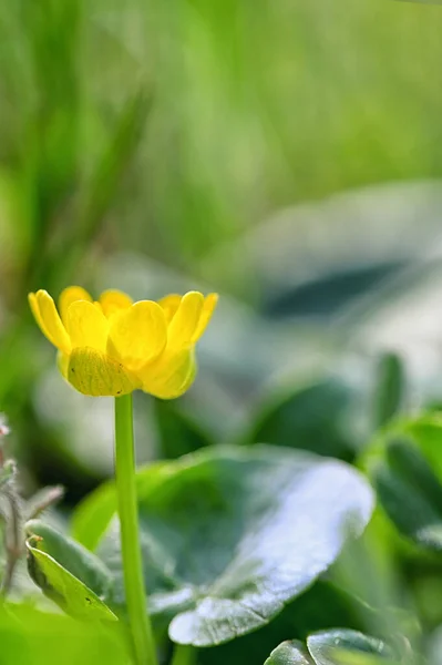 Figo Buttercup Florescendo Início Primavera — Fotografia de Stock