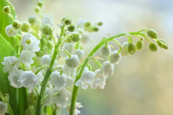 Blommor Lukta Lily Dalen Eller Maj Lilja Med Droppar — Stockfoto