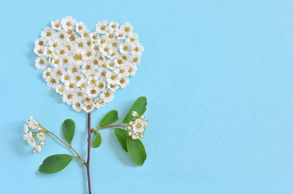 Beyaz Spiraea Kavramı Kalp Şeklinde Çiçek Açıyor — Stok fotoğraf
