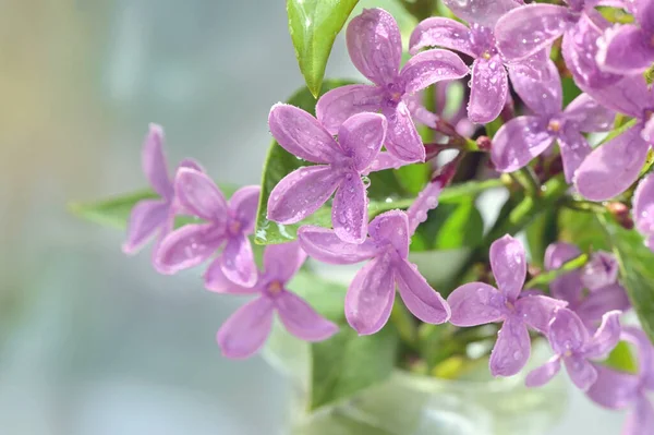 Makro Vårlila Blommor Och Vattendroppar — Stockfoto