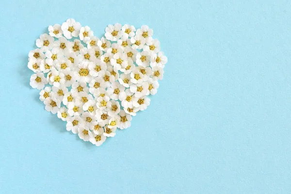 Beyaz Spiraea Kavramı Kalp Şeklinde Çiçek Açıyor — Stok fotoğraf