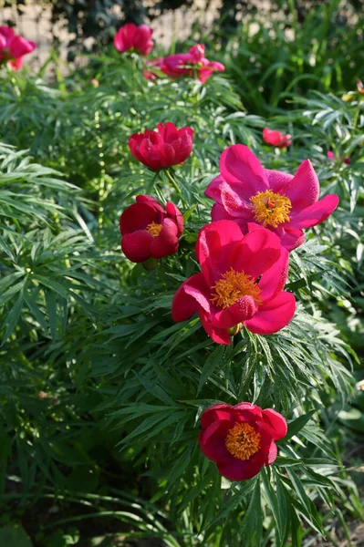 Rote Wilde Pfingstrose Einem Garten Einem Frühlingstag — Stockfoto