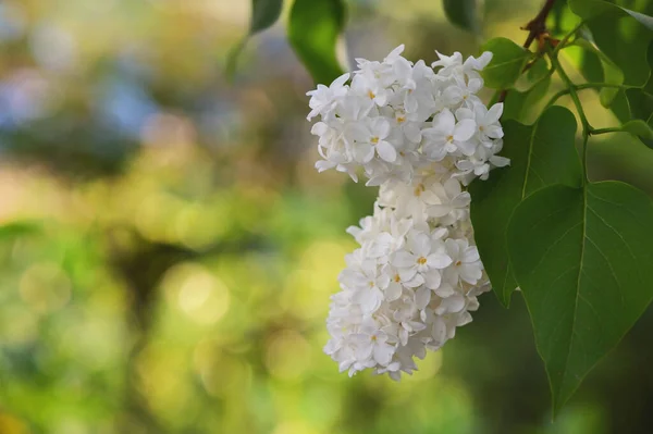 Baharda Beyaz Çiçekli Leylak Dalları — Stok fotoğraf