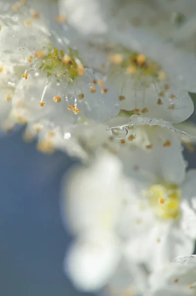 Närbild Vit Spiraea Blommande Naturen — Stockfoto