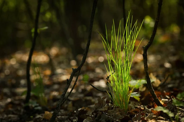 Solens Strålar Genom Gräset Skogen — Stockfoto