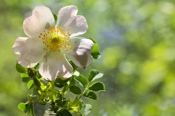 Rosa Wildrosenblüten Rosa Canina Wald — Stockfoto