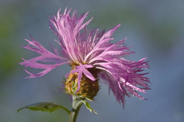 Cardo Rosso Primo Piano Sul Campo Primaverile Dopo Pioggia — Foto Stock