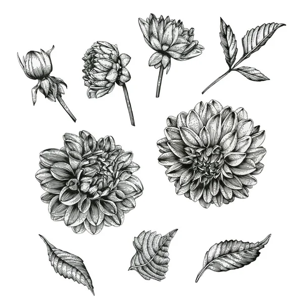 Цветы Георгины Листья — стоковое фото