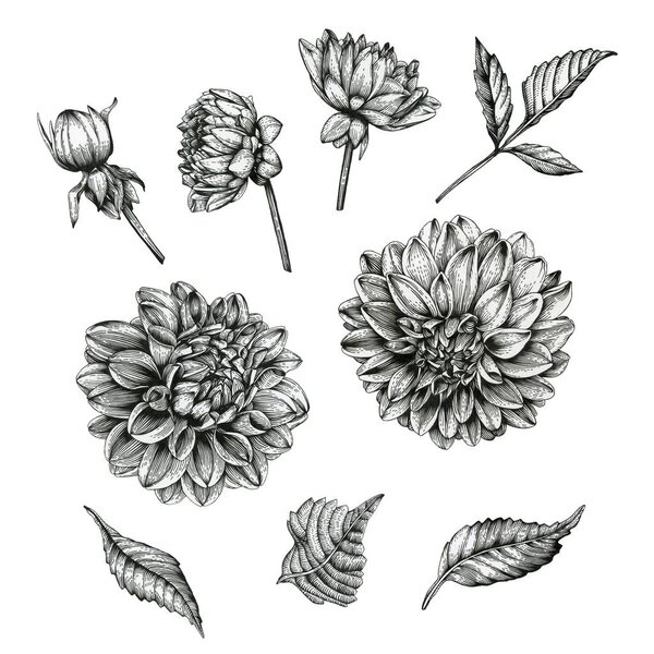 Flowers set of dahlias and leaves