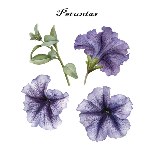 Conjunto Flores Acuarela Petunias Hojas — Foto de Stock