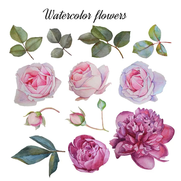 Zbiór kwiatów ręcznie rysowane akwarela piwonie, róże i liści — Zdjęcie stockowe