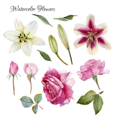 Elle çizilmiş suluboya lilyum, güller ve yaprakları çiçek kümesi