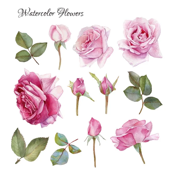 Conjunto de flores de rosas y hojas de acuarela dibujadas a mano —  Fotos de Stock