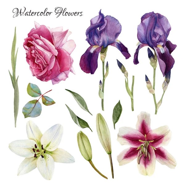 Zbiór kwiatów ręcznie rysowane akwarela lilie, irysy, rose i liści — Zdjęcie stockowe
