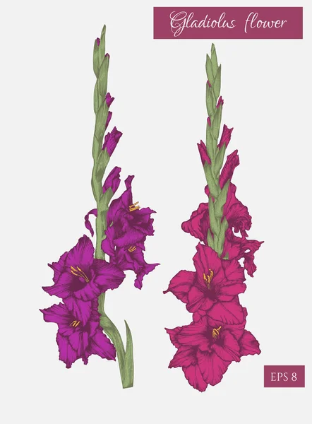 Σύνολο Χέρι Γλαδιόλες Λουλούδια Λουλούδια Εικονογράφηση Διάνυσμα — Διανυσματικό Αρχείο