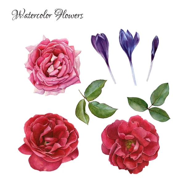 Květiny sada ručně kreslenou akvarel růže, krokusy a listy — Stock fotografie