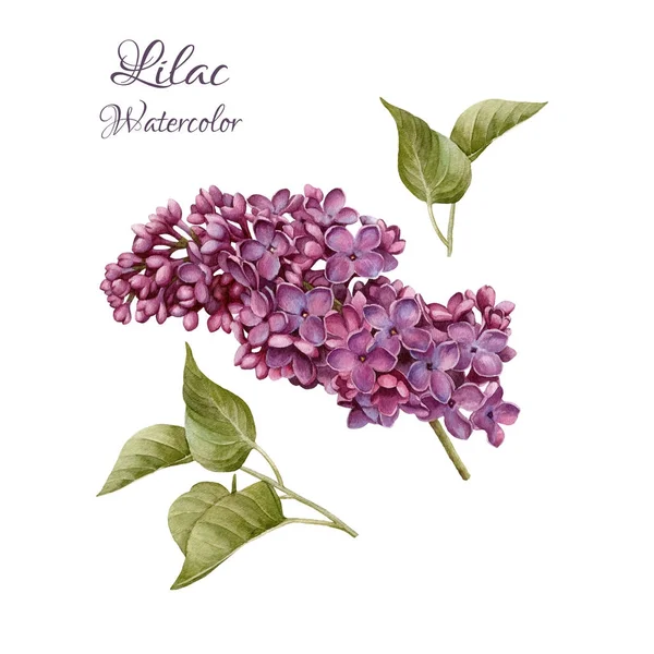Conjunto de flores de acuarela dibujada a mano lila y hojas — Foto de Stock